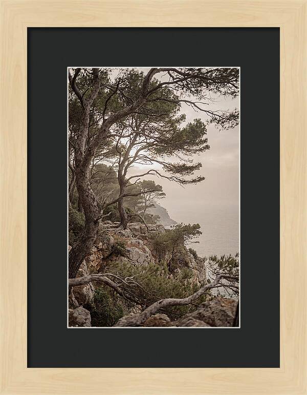 Ancient Stone Pine Forest