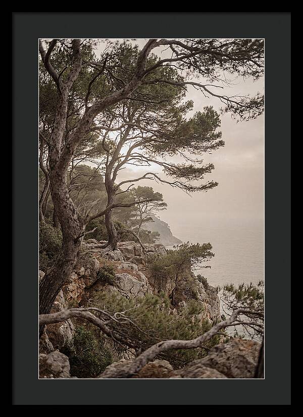 Ancient Stone Pine Forest