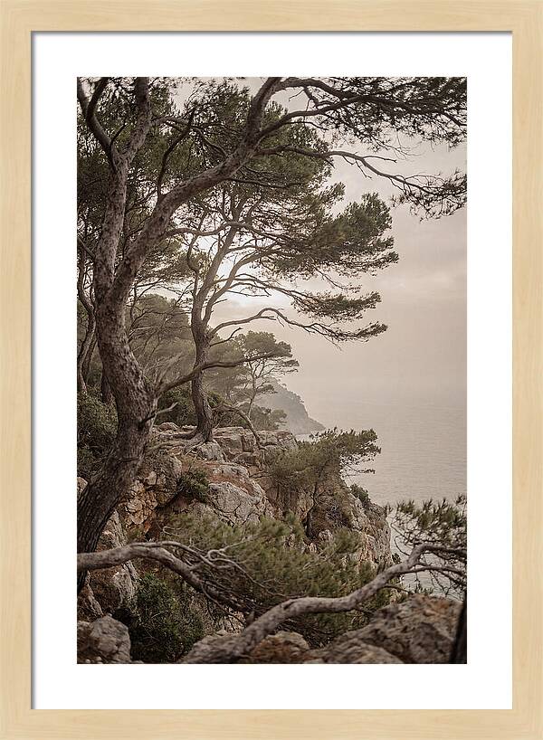 Ancient Stone Pine Forest