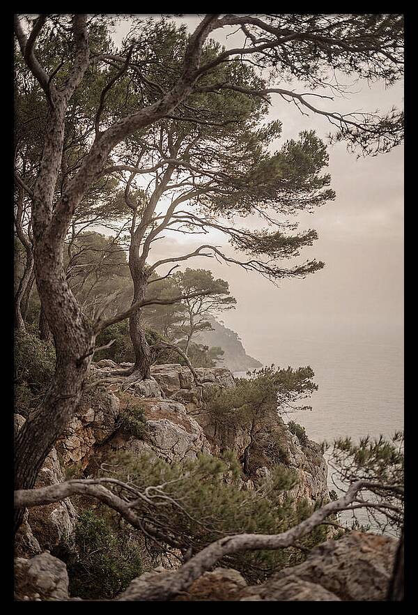 Ancient Stone Pine Forest