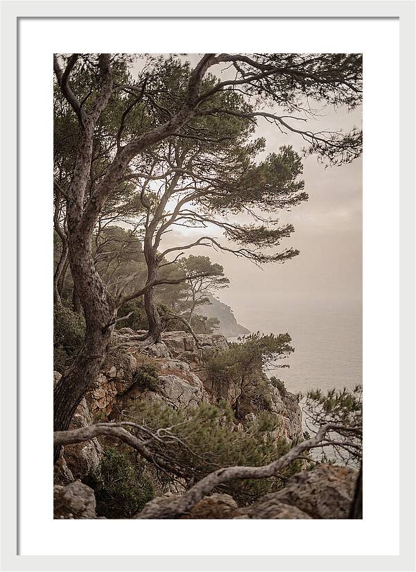 Ancient Stone Pine Forest