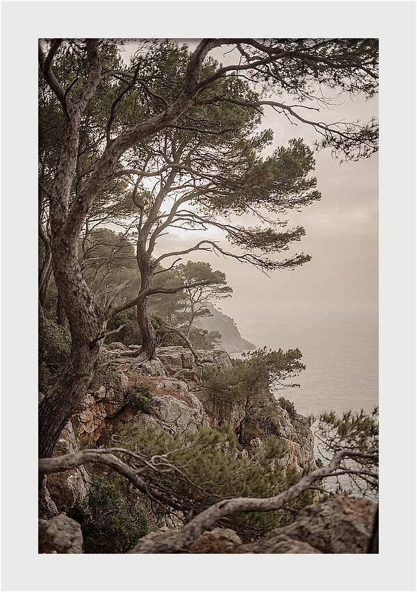 Ancient Stone Pine Forest