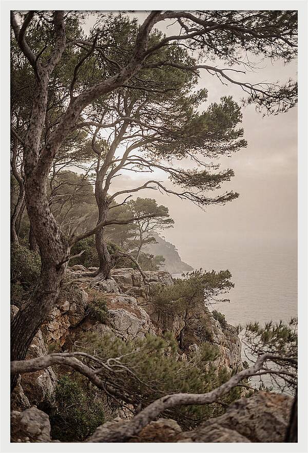 Ancient Stone Pine Forest