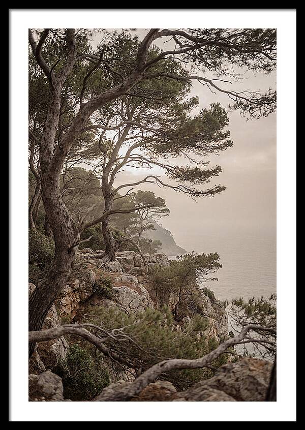 Ancient Stone Pine Forest