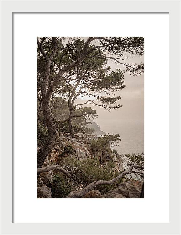 Ancient Stone Pine Forest