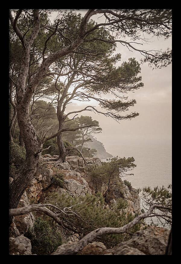 Ancient Stone Pine Forest