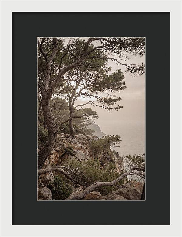 Ancient Stone Pine Forest