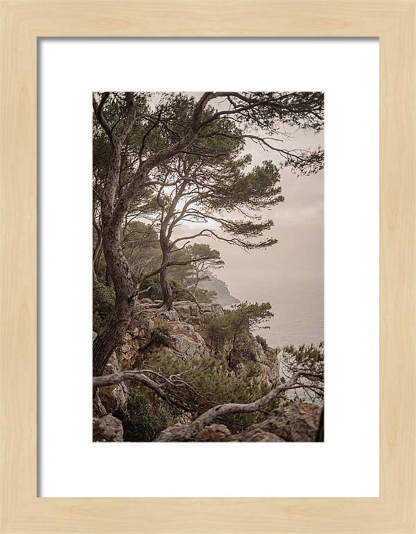 Ancient Stone Pine Forest