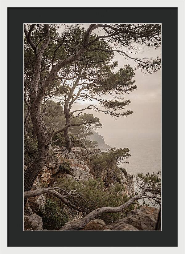 Ancient Stone Pine Forest