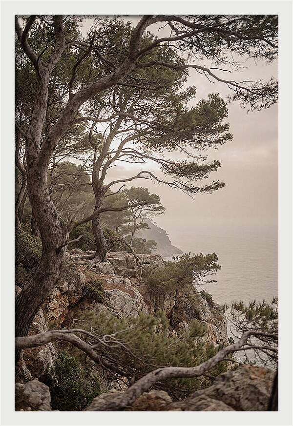Ancient Stone Pine Forest