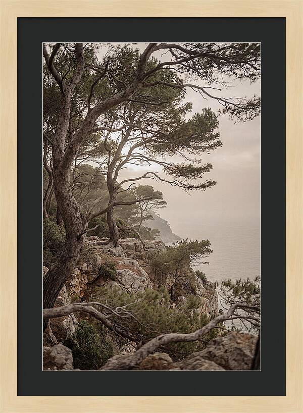 Ancient Stone Pine Forest