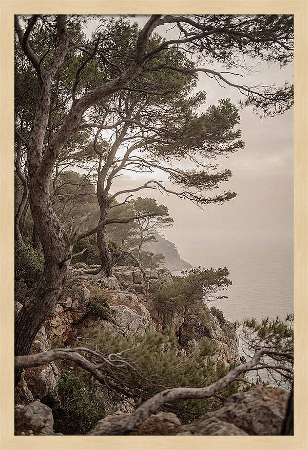 Ancient Stone Pine Forest