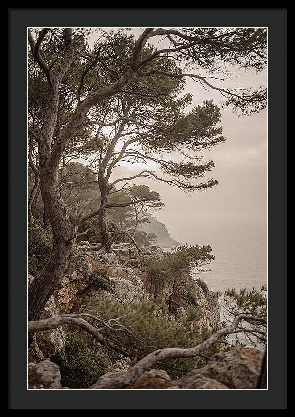 Ancient Stone Pine Forest