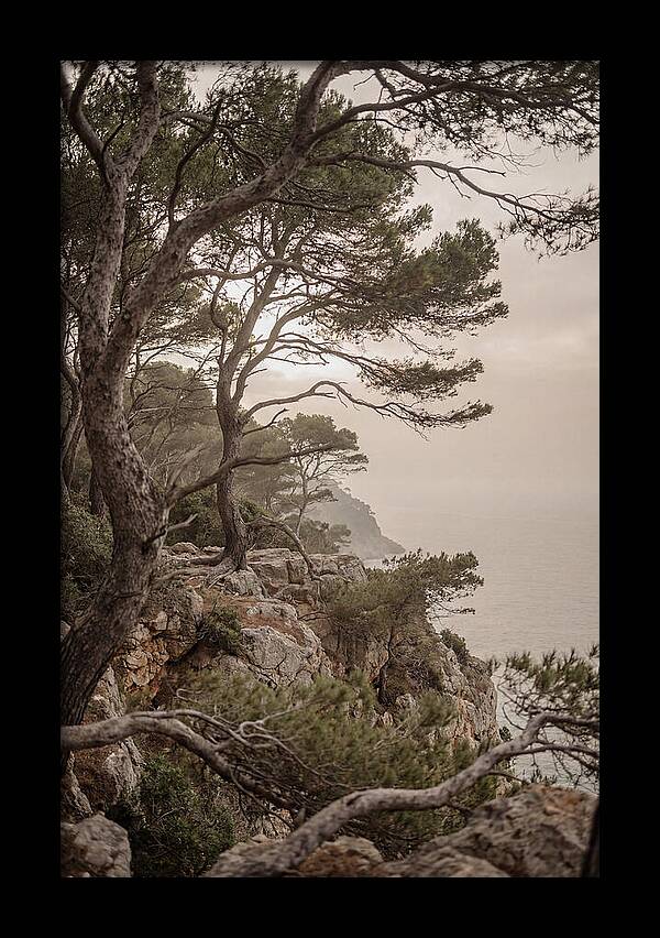 Ancient Stone Pine Forest