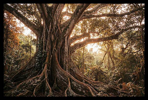 Ancient Tropical Majesty