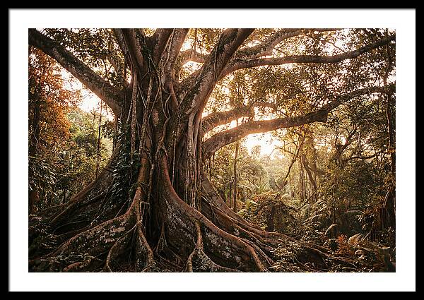 Ancient Tropical Majesty
