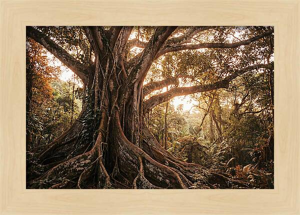 Ancient Tropical Majesty