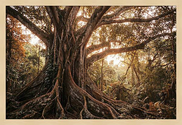 Ancient Tropical Majesty