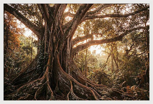 Ancient Tropical Majesty