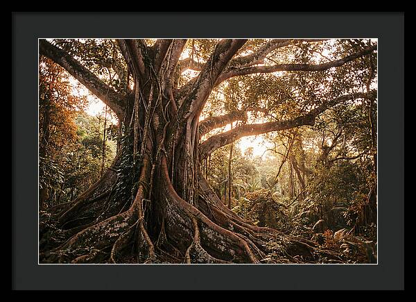 Ancient Tropical Majesty