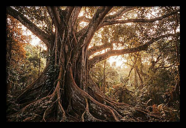 Ancient Tropical Majesty