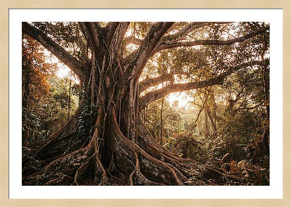 Ancient Tropical Majesty