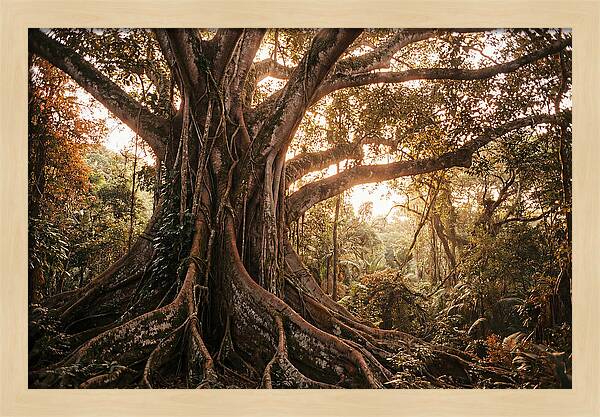 Ancient Tropical Majesty