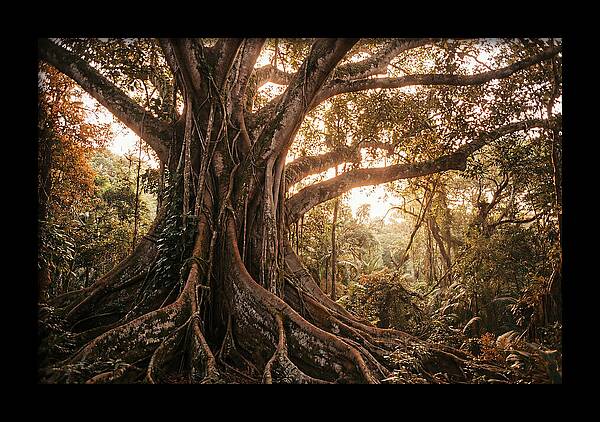 Ancient Tropical Majesty