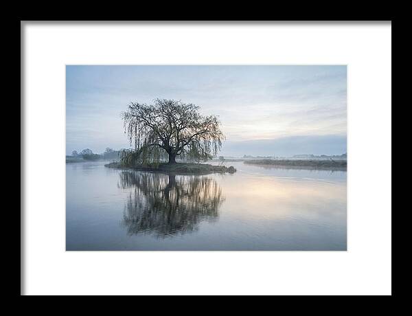 Ancient Willow By The River