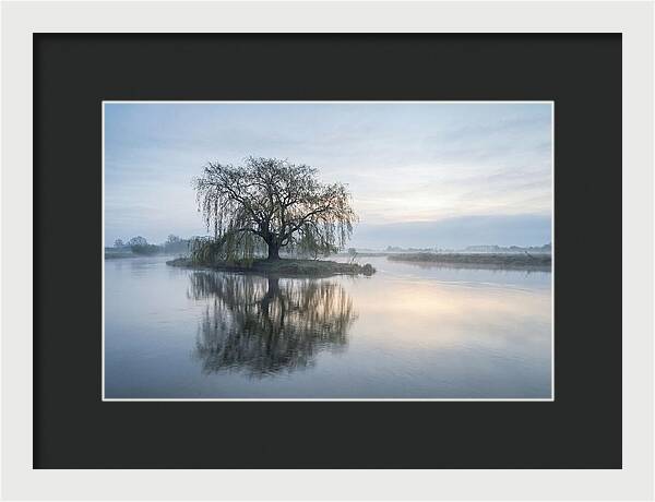 Ancient Willow By The River