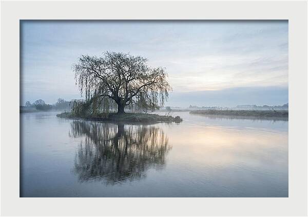 Ancient Willow By The River