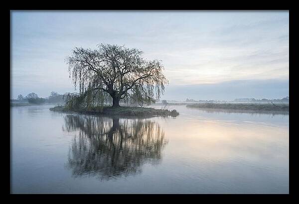 Ancient Willow By The River