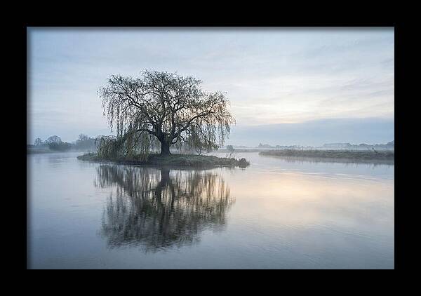 Ancient Willow By The River