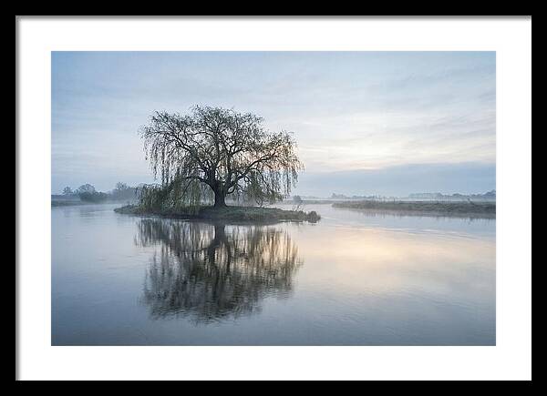 Ancient Willow By The River