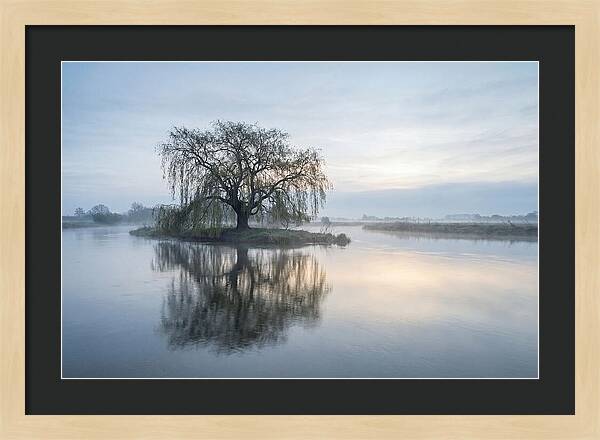 Ancient Willow By The River