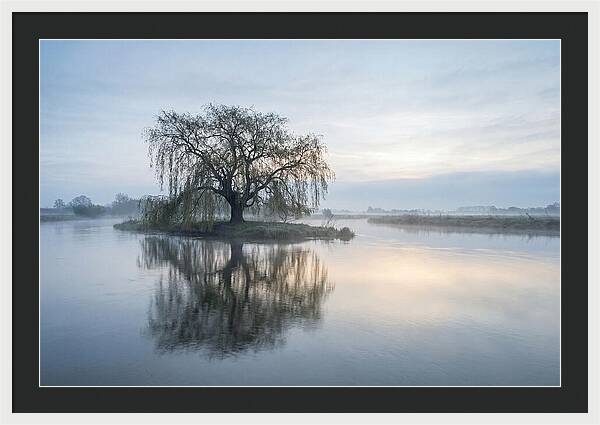 Ancient Willow By The River