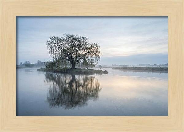 Ancient Willow By The River