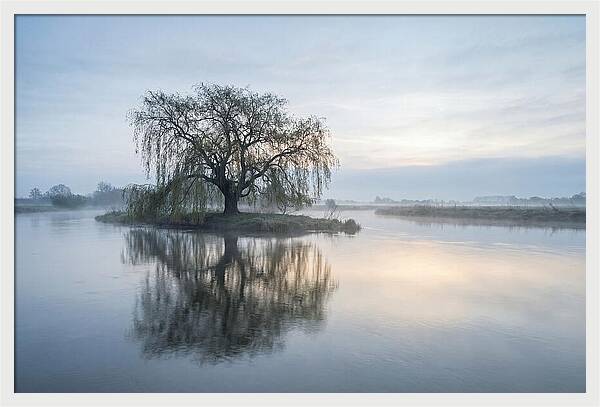 Ancient Willow By The River