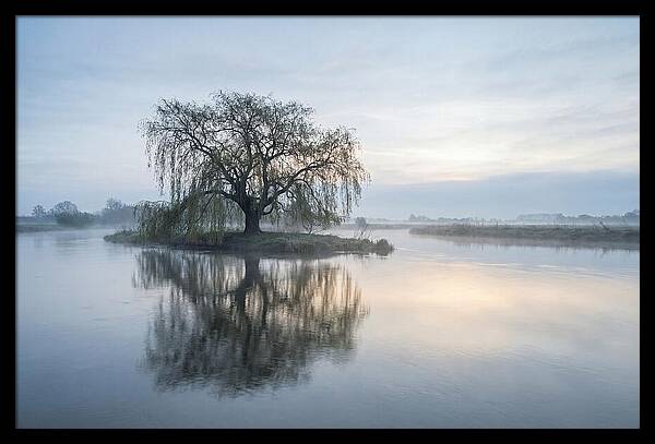 Ancient Willow By The River