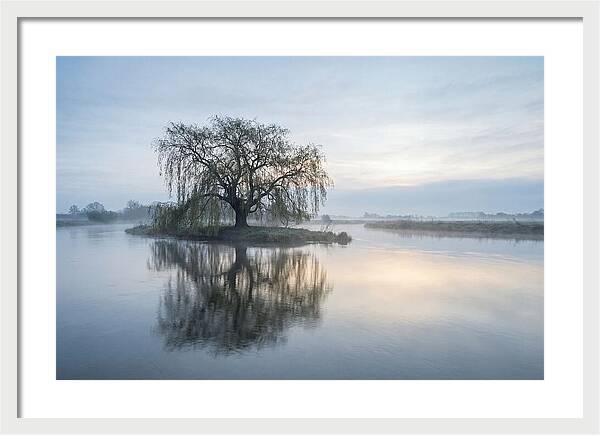 Ancient Willow By The River