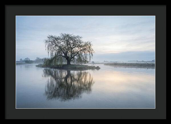 Ancient Willow By The River