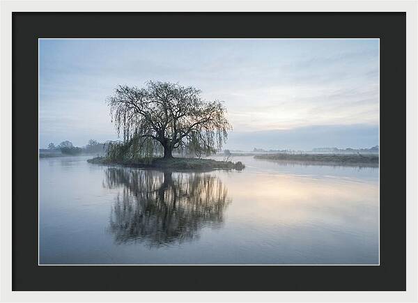 Ancient Willow By The River