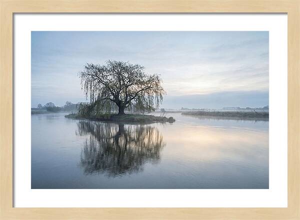 Ancient Willow By The River