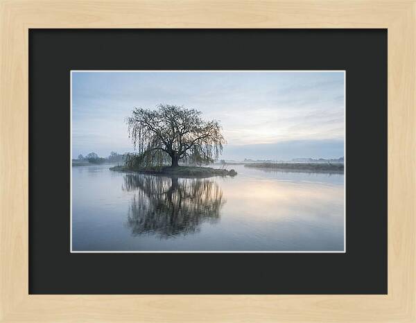 Ancient Willow By The River