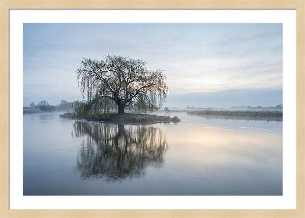 Ancient Willow By The River