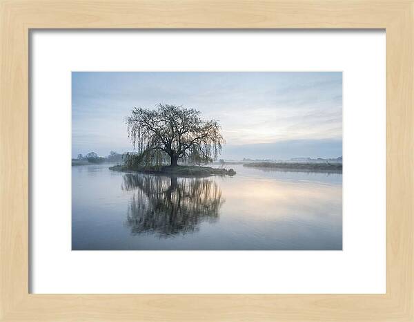 Ancient Willow By The River