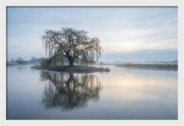Ancient Willow By The River