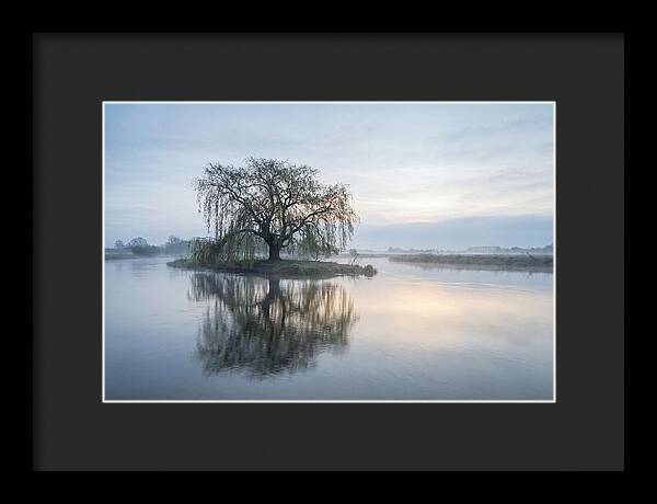 Ancient Willow By The River