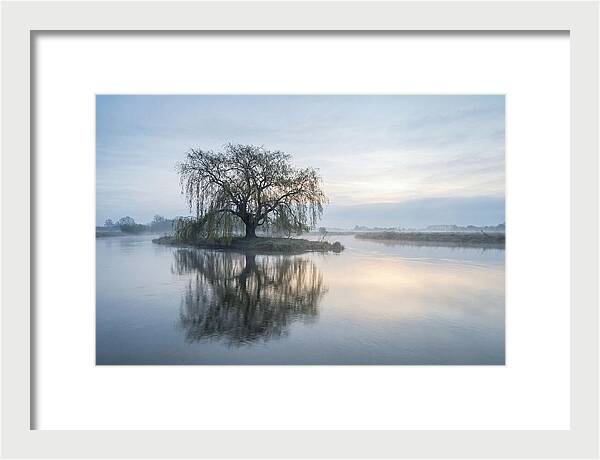 Ancient Willow By The River