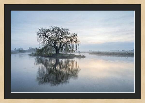 Ancient Willow By The River